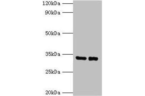 Spermidine Synthase 抗体  (AA 17-302)