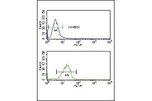 AGER Antibody (N-term) (ABIN651054 and ABIN2840050) flow cytometric analysis of  cells (bottom histogram) compared to a negative control cell (top histogram). (RAGE anticorps  (N-Term))