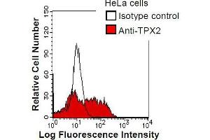 HeLa cells were fixed in 2% paraformaldehyde/PBS and then permeabilized in 90% methanol. (TPX2 anticorps)