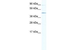 WB Suggested Anti-SITPEC Antibody Titration:  1. (ECSIT anticorps  (Middle Region))