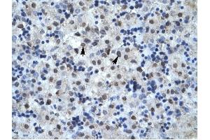 MAPK14 antibody was used for immunohistochemistry at a concentration of 4-8 ug/ml to stain Hepatocytes (arrows) in Human Liver. (MAPK14 anticorps  (C-Term))