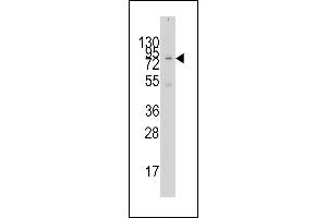 Western blot analysis of anti-GCN5 Antibody (N-term) (ABIN387930 and ABIN2837853) in 293 cell line lysates (35 μg/lane).