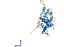AlphaFold protein structure predicition of Human Recombinant RNASEH1 Protein, UniprotID O60930