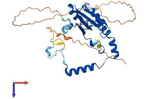 AlphaFold protein structure predicition of Human Recombinant METTL8 Protein, UniprotID Q9H825