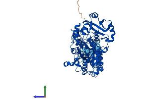 AlphaFold protein structure predicition of Mouse Recombinant Papss1 Protein, UniprotID Q60967