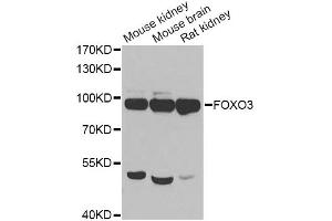 Western blot analysis of extracts of various cell lines, using FOXO3 antibody (ABIN2736768) at 1:1000 dilution. (FOXO3 anticorps)