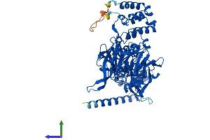 AlphaFold protein structure predicition of Human Recombinant KLHL41 Protein, UniprotID O60662
