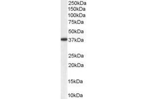 ABIN184795 (0. (AKR1A1 anticorps  (C-Term))