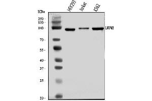 Western blot analysis of LARP4B using anti-LARP4B antibody (ABIN7600865).