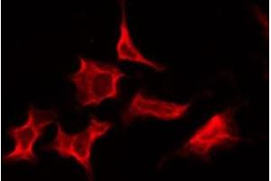 ABIN6276212 staining Hela by IF/ICC. (RXFP2 anticorps  (N-Term))