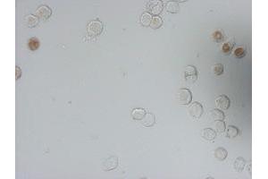 Immunofluorescence (IF) image for anti-Iododeoxyuridine (IdU) antibody (ABIN2669980) (IdU anticorps)