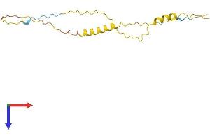 AlphaFold protein structure predicition of Human Recombinant TNP2 Protein, UniprotID Q05952