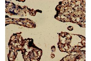 Immunohistochemistry of paraffin-embedded human placenta tissue using ABIN7172843 at dilution of 1:100