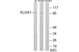 Western blot analysis of extracts from Jurkat cells and HUVEC cells, using ELOA1 antibody. (TCEB3 anticorps  (Internal Region))