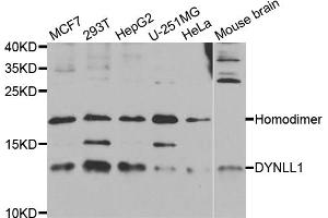 Western blot analysis of extracts of various cell lines, using DYNLL1 antibody (ABIN5973368) at 1/1000 dilution. (DYNLL1 anticorps)