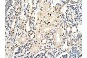 PUF60 antibody was used for immunohistochemistry at a concentration of 4-8 ug/ml. (PUF60 anticorps  (C-Term))