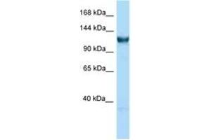 Image no. 1 for anti-General Transcription Factor IIIC, Polypeptide 3, 102kDa (GTF3C3) (C-Term) antibody (ABIN6748030) (GTF3C3 anticorps  (C-Term))
