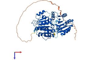 AlphaFold protein structure predicition of Human Recombinant DDX6 Protein, UniprotID P26196