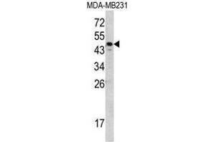 Western blot analysis of SERPINA7 Antibody (C-term) in MDA-MB231 cell line lysates (35ug/lane). (SERPINA7 anticorps  (C-Term))