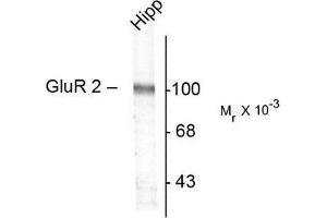 Image no. 1 for anti-Glutamate Receptor, Ionotropic, AMPA 2 (GRIA2) antibody (ABIN372654) (GRIA2 anticorps)