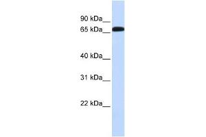 SLC6A1 antibody used at 1 ug/ml to detect target protein. (SLC6A1 anticorps)