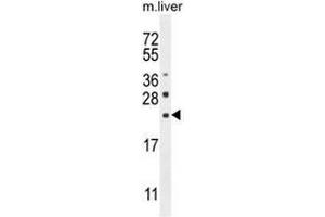 CLEC2L Antibody (N-term) western blot analysis in mouse liver tissue lysates (35µg/lane). (CLEC2L anticorps  (N-Term))