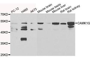 Western blot analysis of extracts of various cell lines, using CAMK1G antibody. (CAMK1G anticorps)