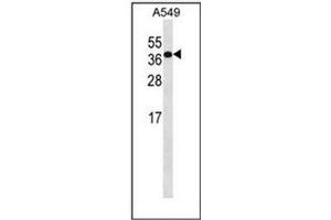 Western blot analysis of HOXD4 / HOX4B Antibody (C-term) in A549 cell line lysates (35ug/lane). (HOXD4 anticorps  (C-Term))