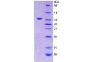 SDS-PAGE of Protein Standard from the Kit  (Highly purified E.
