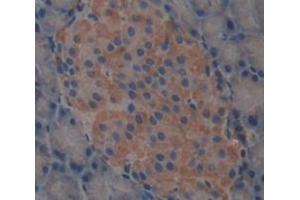 Used in DAB staining on fromalin fixed paraffin- embedded pancreas tissue