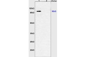 L1 pig muscles lysates L2 mouse kidney lysates probed with Anti PGC1 alpha + beta Polyclonal Antibody, Unconjugated (ABIN873223) at 1:200 overnight at 4 °C.
