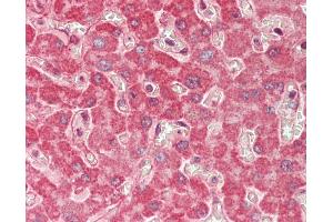 Anti-SPRED1 antibody IHC staining of human liver.