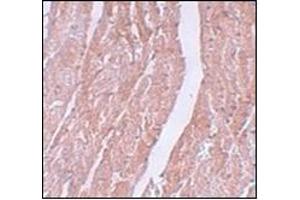 Immunohistochemistry of MINA in mouse heart tissue with this product at 5 μg/ml. (MINA anticorps  (N-Term))
