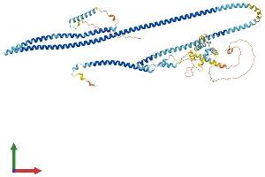 AlphaFold protein structure predicition of Mouse Recombinant Drc1 Protein, UniprotID Q3USS3