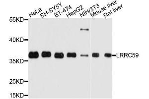 Western blot analysis of extracts of various cell lines, using LRRC59 antibody. (LRRC59 anticorps  (AA 1-244))