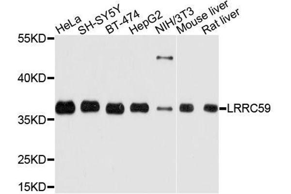 LRRC59 anticorps  (AA 1-244)