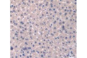 IHC-P analysis of Mouse Tissue, with DAB staining. (Catalase anticorps  (AA 80-239))