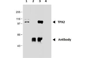 Immunoprecipitation of TPX2 from nuclear extract of HEK293 cells using monoclonal antibody TPX2-01.