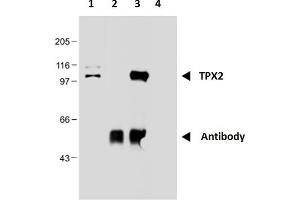 Immunoprecipitation of TPX2 from nuclear extract of HEK293 cells using monoclonal antibody TPX2-01. (TPX2 anticorps)