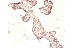 Immunohistochemistry of paraffin-embedded human placenta tissue using ABIN7142796 at dilution of 1:100 (RPL3 anticorps  (AA 2-247))
