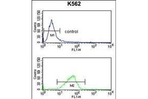 CXXC4 Antibody (C-term) (ABIN653333 and ABIN2842821) flow cytometry analysis of K562 cells (bottom histogram) compared to a negative control cell (top histogram).
