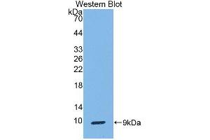 Western blot analysis of the recombinant protein. (SCGB1A1 anticorps  (Asn91))
