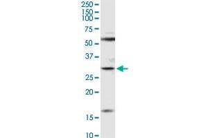 F11R MaxPab rabbit polyclonal antibody. (F11R anticorps  (AA 1-299))