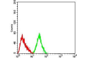 Western blot analysis using CHRNA4 mouse mAb against SH-SY5Y (1) cell lysate.