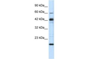 Western Blotting (WB) image for anti-Zinc Finger Protein 24 (ZNF24) antibody (ABIN2460740) (ZNF24 anticorps)