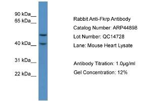 WB Suggested Anti-Fkrp  Antibody Titration: 0. (FKRP anticorps  (C-Term))