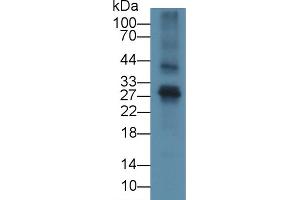 Detection of FGF23 in Mouse Thymus lysate using Polyclonal Antibody to Fibroblast Growth Factor 23 (FGF23)