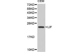Western blot analysis of extracts of CEM cell line, using LIF antibody. (LIF anticorps)