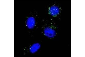 Fluorescent image of U251 cells stained with BECN1 antibody at 1:100.