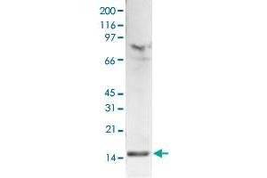 Western Blot (Cell lysate) analysis of 15 ug histone extracts of HeLa cells. (HIST1H3A anticorps  (2meLys4))